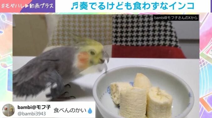 オカメインコ「ムギ」くん