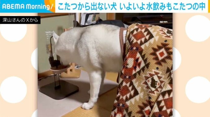 ハスキー犬のアシリちゃん