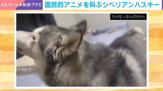 シベリアンハスキーのせつなちゃん