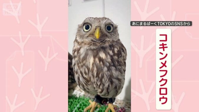 つぶらな瞳