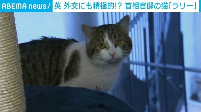 官邸の看板猫「ラリー」