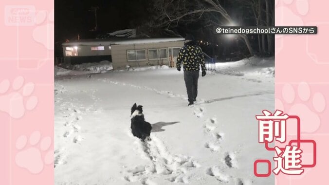 飼い主が見ていない間に前進