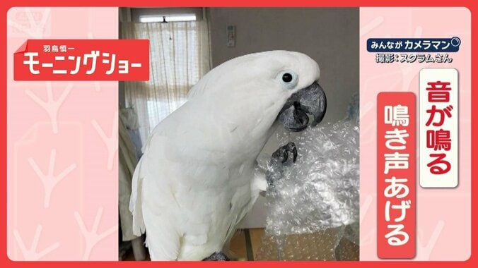 緩衝材にトリコ　くちばしで連発　プチッが止まらないオウムさん　なぜ夢中なの？ 1枚目