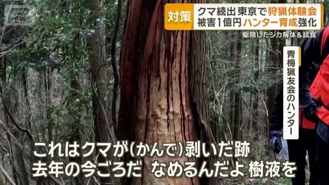 クマがかんで剥いだ跡