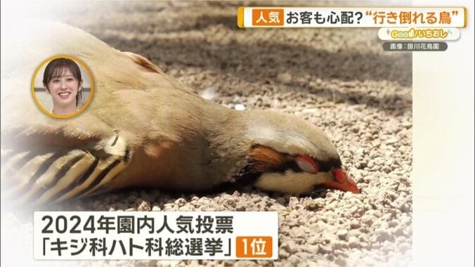 ギャップ満載の姿が人気に