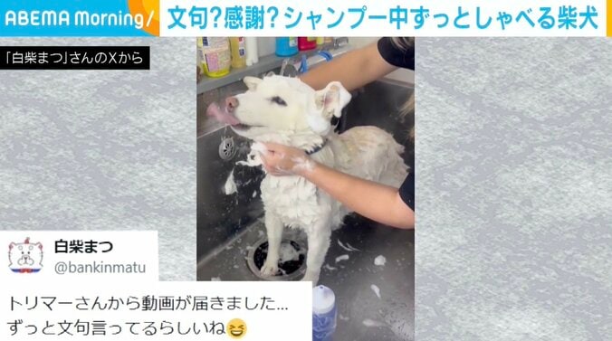 柴犬まつちゃん