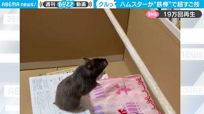 ハムスターが鉄棒で“超スゴ技”を披露 「ハムリンピック優勝」「カッコイイ」驚嘆の声 1枚目