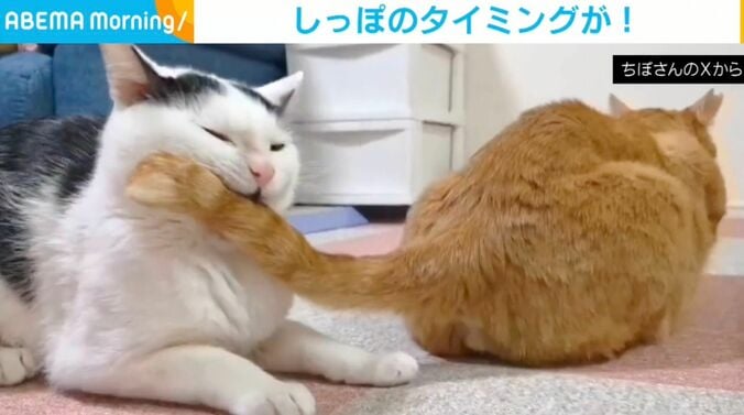 白黒柄のこもちくんと茶トラの茶々くん
