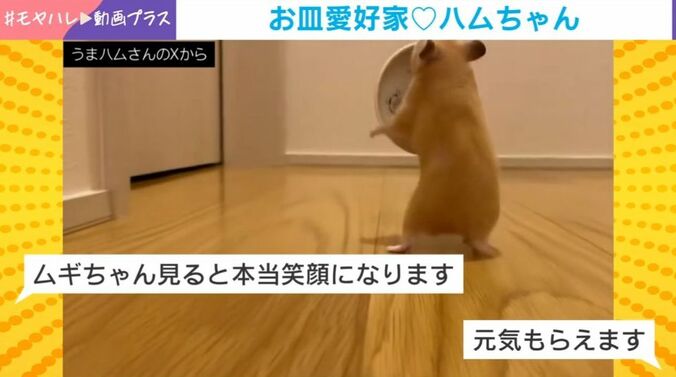 ハムスターのムギちゃん
