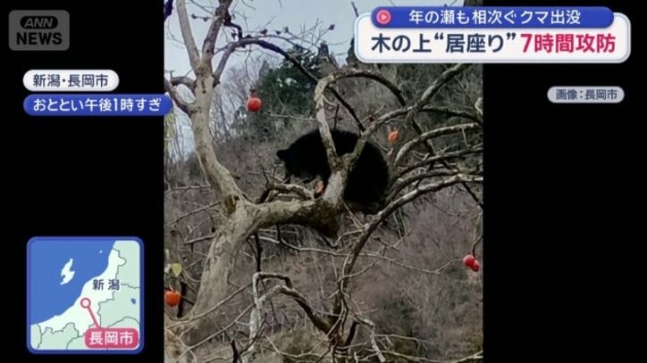 体長約70センチ