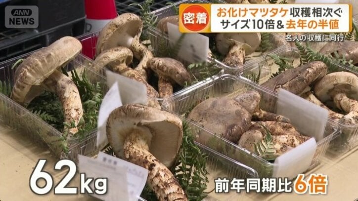 去年の同じ時期に比べて6倍もの量