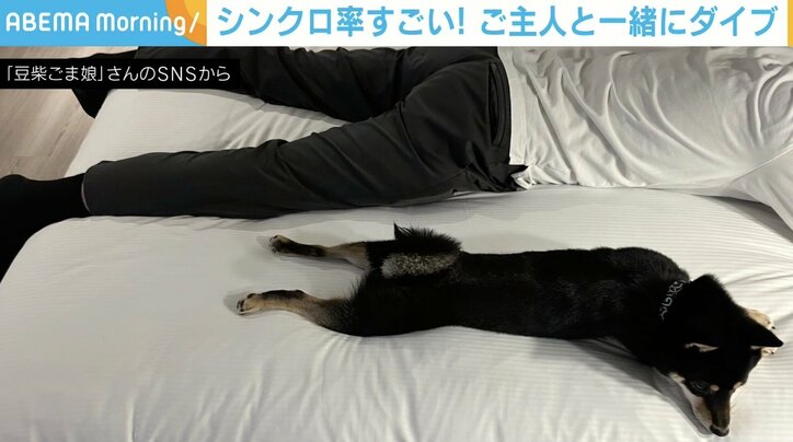 豆柴と飼い主がシンクロ！？リラックスして眠る姿に「あしがピーンってなってる」「パパと同じ格好で可愛い」と話題に