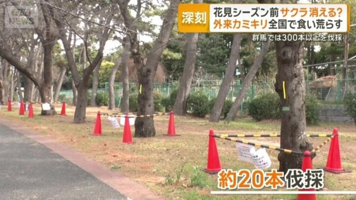 【情報まとめ】“我が国の文化や農業に大きな影響をもたらす懸念” 樹木食い荒らす特定外来生物「クビアカツヤカミキリ」対策本部を設置 20都府県に被害拡大 防除戦略など策定へ