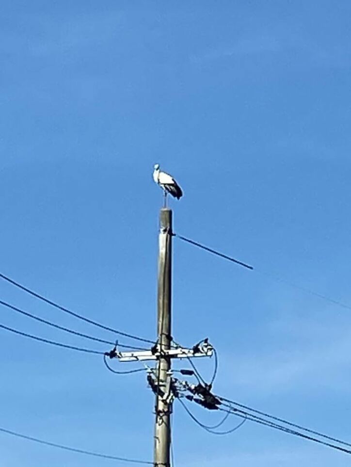 藤原紀香、夫・愛之助の公演に同行しコウノトリに遭遇「とても可愛いです」