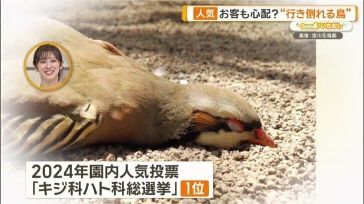 ギャップ満載の姿が人気に