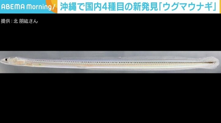 沖縄で「ウグマウナギ」を新発見 国内に生息するウナギは4種に