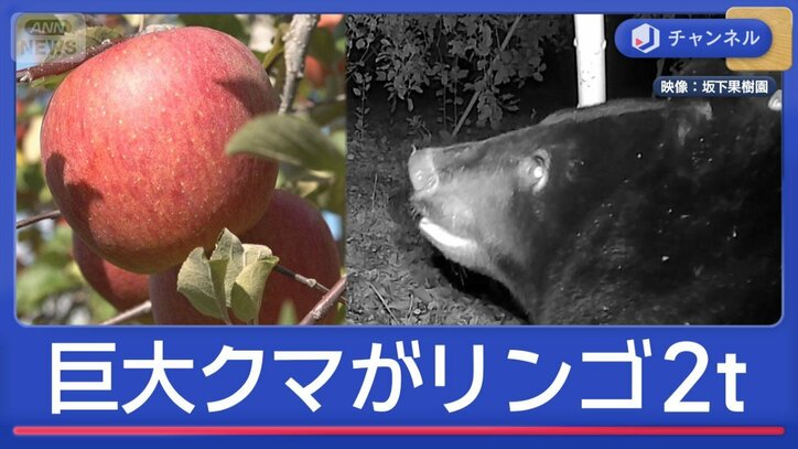 リンゴ5000個食べるクマ　出没多発の秋田県猟友会　会長の苦悩