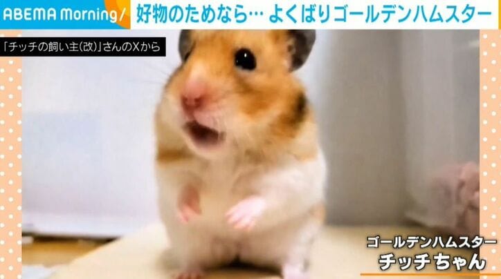 ゴールデンハムスターのチッチちゃん