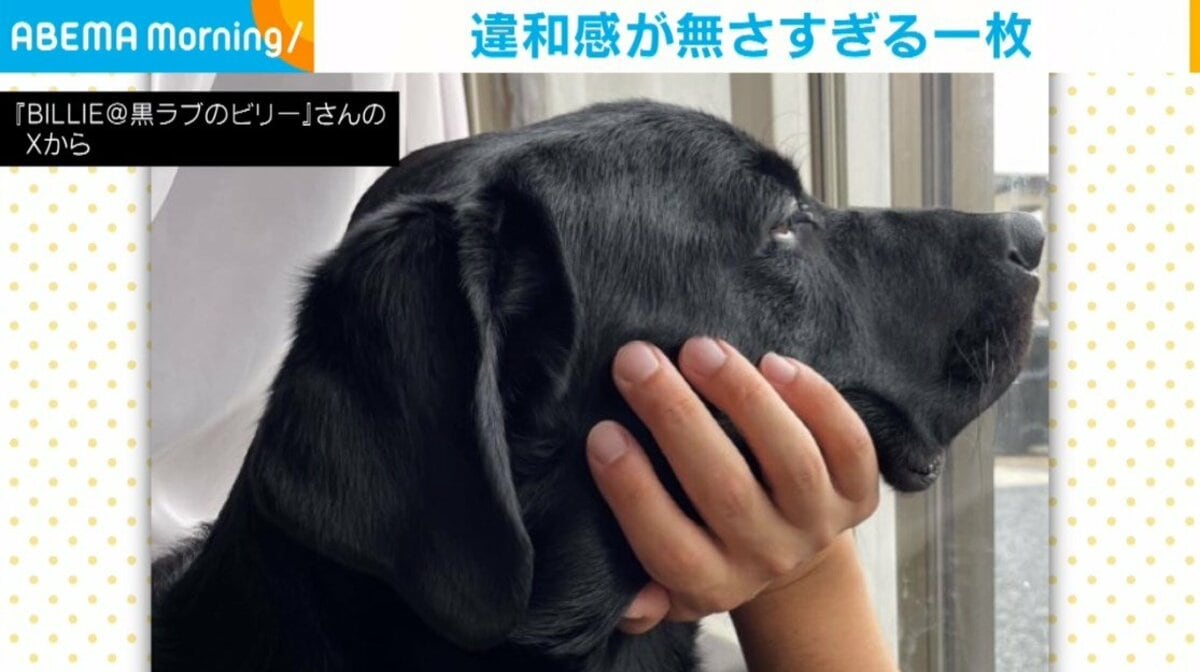 逆に怖いわ」ラブラドールレトリバーの“違和感がなさすぎる一枚”に反響
