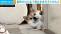「何か食べたいなー」 寝たままのぞく柴犬 “バチッ”と目が合った飼い主どぎまぎ