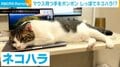 「もうおしまいにしたら~?」仕事中の飼い主にしっぽでポンポン “ネコハラ”する猫の姿が「たまらん」