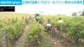 記録的猛暑と干ばつ…仏ワイン産地は危機感