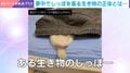 これが睡眠中!?→寝ぼけてしっぽフリフリする生き物の正体は…珍しすぎる姿に「ほっこりしました」「かわいすぎる」