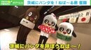 茨城にパンダを! ねば～る君と“パンダマスコット”が誘致活動に奮闘