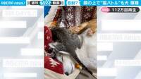 顔面で“猫バトル”が勃発も…爆睡の大型犬に「子猫の股間がw」「笑いが止まらない」