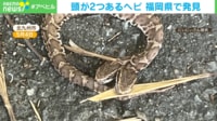 あ、頭が2つ！？ 超レアなヘビを発見！ 博物館の反応は？