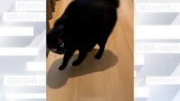 飼い主の顔パックに猫が“やんのか後退” 
