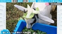 【映像】完全にフリーズしたヤギ