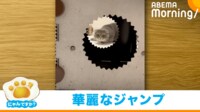 【映像】“凄い勢い”で飛び込む猫(カメラにぶつかる瞬間も)