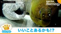 「にゃんですか」かなりレア編