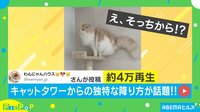【映像】キャットタワーの降り方が独特な猫