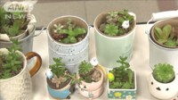 【映像】貸すのは本だけじゃない　図書館で「レンタル植物」 