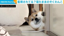 「何か食べたいなー」 寝たままのぞく柴犬 “バチッ”と目が合った飼い主どぎまぎ