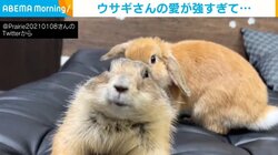 プレーリードッグが大好きなうさぎ 常にべったりな様子が“ほんわか”
