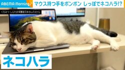 「もうおしまいにしたら～？」仕事中の飼い主にしっぽでポンポン “ネコハラ”する猫の姿が「たまらん」