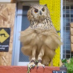 「なっが！」「羨ましい」 フクロウの“意外すぎる美脚”が反響…ハプニングで露わになった長い足を捉えた瞬間