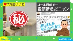 疲れた猫が“シワシワのピカチュウ”に？ キャットタワー攻略断念の姿に「表情がwww」「秋バテかな？」とツッコミの嵐