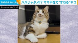 ママじゃないとヤダ！“すねた”猫がパパを“完全無視”する姿に「ちょっとぐらい構ってあげなよ」と反響
