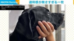 「逆に怖いわ」ラブラドールレトリバーの“違和感がなさすぎる一枚”に反響続々