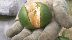 乾燥×大雨で“実が裂ける”ミカンがピンチ