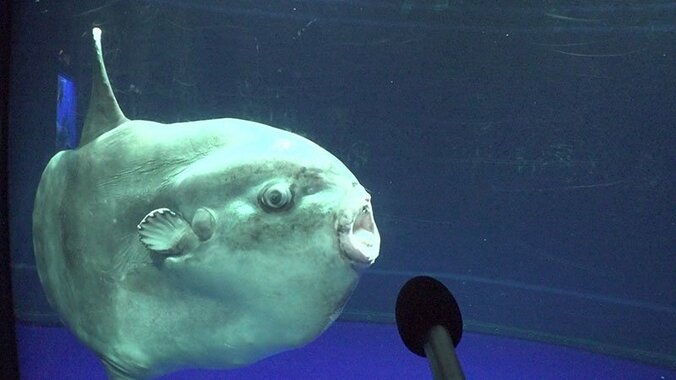 動物たちの可愛すぎる“食事タイム”に密着！ ホワイトタイガーこだわりのディナーとは？ 18枚目