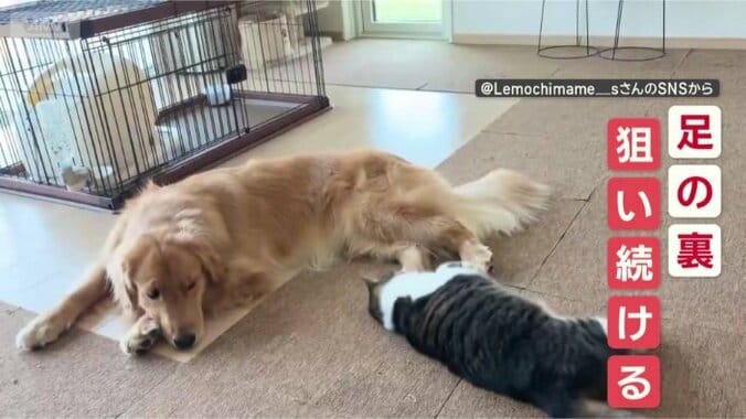 足の裏！逃がさないニャン