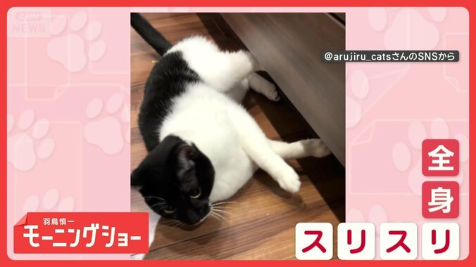 見つめて…スリスリ　全身で愛情表現するネコちゃん　お相手はなんとニンジン！　 1枚目