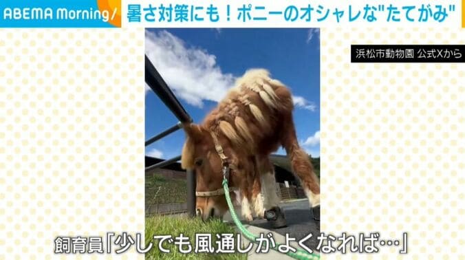 チャチャちゃん