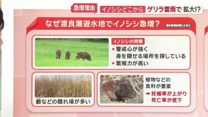 なぜイノシシ急増？