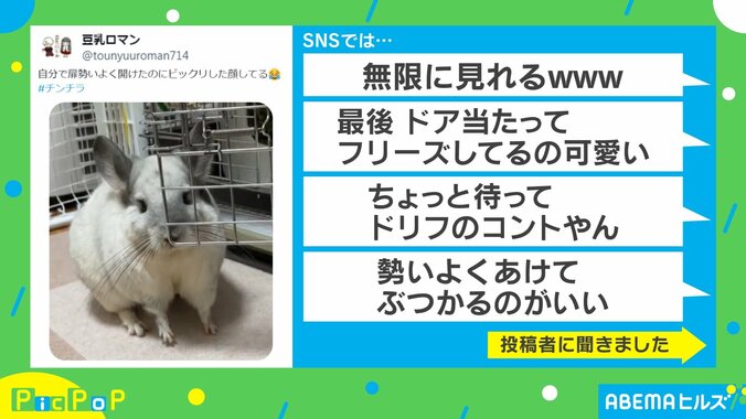 「ドリフのコントやん」…ドアが“顔面直撃”したチンチラに「無限に見れるwww」「フリーズしてるの可愛い」と反響 1枚目